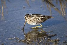 Images_118971_thumb_31