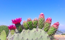 Images_153187_thumb_flores-de-nopal-david-cortina_0_0_1000_622