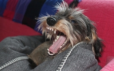 Images_158302_thumb_esta-enfermedad-puede-ser-transmitida_0_0_960_598