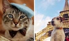 Images_159144_thumb_francia-perro-gato