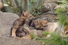 Images_161198_thumb_cachorros-1560426025