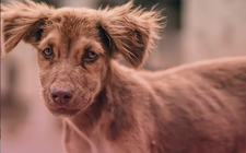 Images_161579_thumb_app-donara-kilogramo-comida-descarga_0_101_481_299