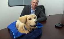 Images_162774_thumb_el-perro-robot-se-mueve_0_44_817_508