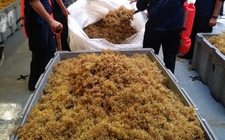 Images_163391_thumb_marina-recolecta-toneladas-sargazo-caribe_133_301_1058_658