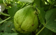 Images_163962_thumb_super-chayote-hibrido-especies-silvestres_0_65_1024_638