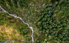 Images_167869_thumb_expertos-replantar-forma-masiva-contribuir_71_2_773_481