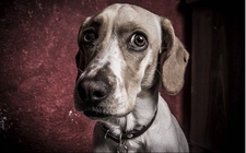 Images_168679_thumb_ojos-layla-obtuvieron-nivel-latinoamerica