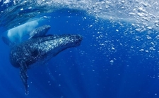 Images_169518_thumb_la-ballena-jorobada-resurge-de_0_33_720_448