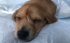 Images_170585_thumb_perrito-unicornio-tomando-siesta-facebook_0_82_958_596