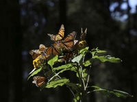 Images_170761_thumb_2255213