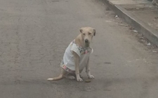 Images_171564_thumb_polita-poso-frente-camara-huipil_0_279_714_444