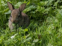 Images_172084_thumb_2271293