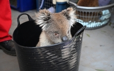 Images_173359_thumb_los-koalas-reposan-en-pequenas_0_1_958_596