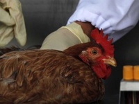 Images_173545_thumb_2289185