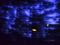 Images_174190_thumb_2301873