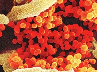 Images_174389_thumb_2307350