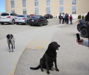 Images_174612_thumb_perro-5