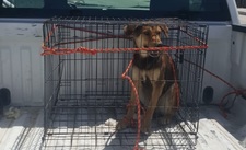 Images_175838_thumb_rescate_canes_(2)