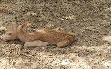 Images_177043_thumb_zoologico_(2)