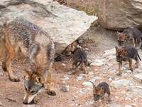 Images_177521_thumb_2390649