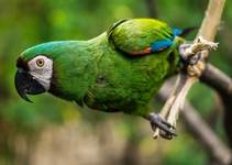 Images_177594_thumb_2392524