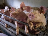 Images_177624_thumb_2393464