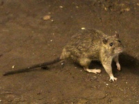 Images_177655_thumb_2395057