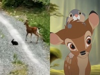 Images_178109_thumb_2410184