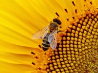 Images_179063_thumb_2442748