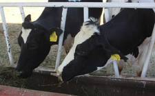 Images_181668_thumb_whatsapp_image_2021-01-16_at_9.08.59_am