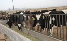 Images_182532_thumb_comederos_en_rabncho_lechero_