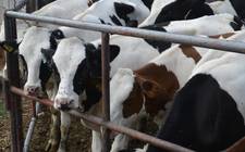 Images_183271_thumb_vaquitas