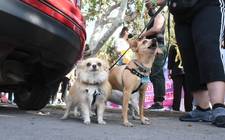 Images_183945_thumb_marcha_40_lomitos