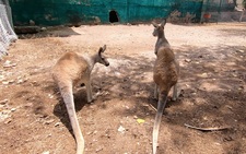 Images_184798_thumb_canguros