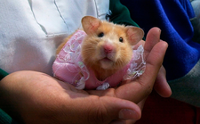 Images_191325_thumb_sin_t%c3%adtulo