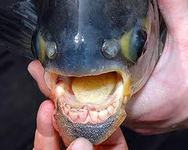 Images_19262_thumb_16