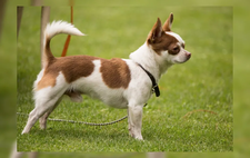 Images_201206_thumb_sin_t%c3%adtulo