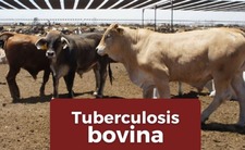 Images_221989_thumb_imagen_02