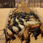Images_222440_thumb_n1.4