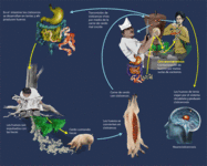 Images_42857_thumb_31
