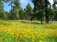 Images_4620_thumb_bosques-en-primavera