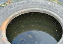 Images_89343_thumb_38